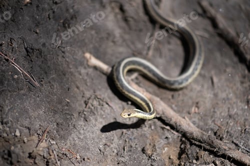 Preview: Snake slithering on the ground with fallen branches and leaves
