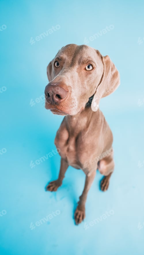 Preview: Weimaraner dog looking up curiously, sitting on blue