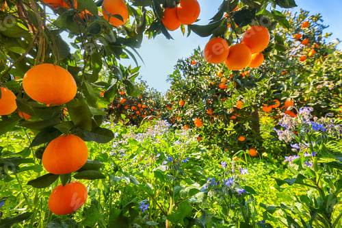 Preview: Ripe oranges on tree in orange garden.