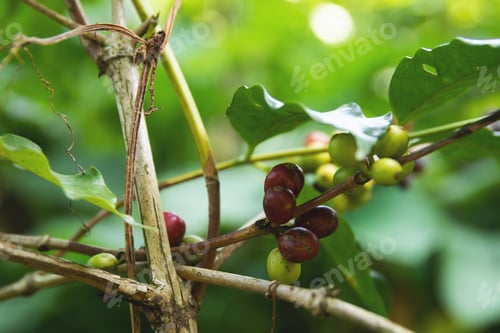 Preview: Coffee beans on the bush at plantation