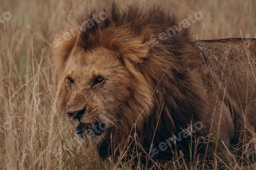 Preview: Lion Prowling Through the Tall Grasses