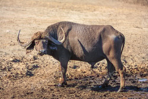 Preview: Wild African Buffalo.Kenya, Africa