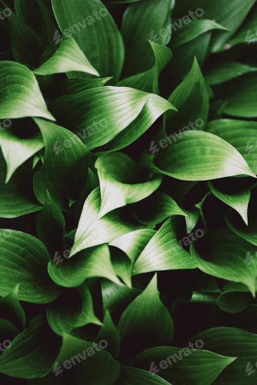 Preview: Nature concept. Top view. Green leaves texture. Tropical leaf background
