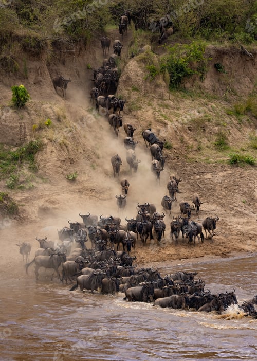Preview: The Great Migration in Africa