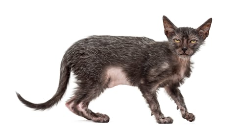 Preview: Kitten Lykoi cat, 3 months old, also called the Werewolf cat against white background