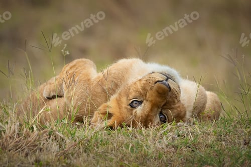 Preview: Cuteness Personified