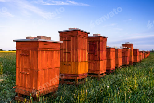 Preview: Wooden Beehives in Meadow. Organic Honey. Beekeeping and Apiculture