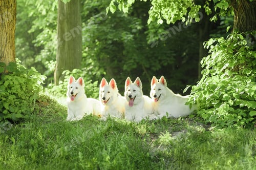 Preview: A flock of white Swiss shepherd dogs on a walk in nature.