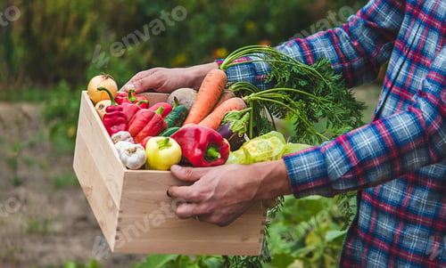 Preview: A farmer keeps vegetables in the garden. Selective focus.