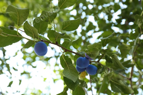Preview: Ripe plums growing on tree in garden, low angle view