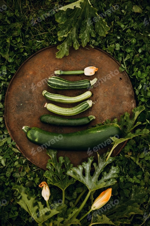 Preview: Zucchini, different in color and shape, on dish against the background of green grass