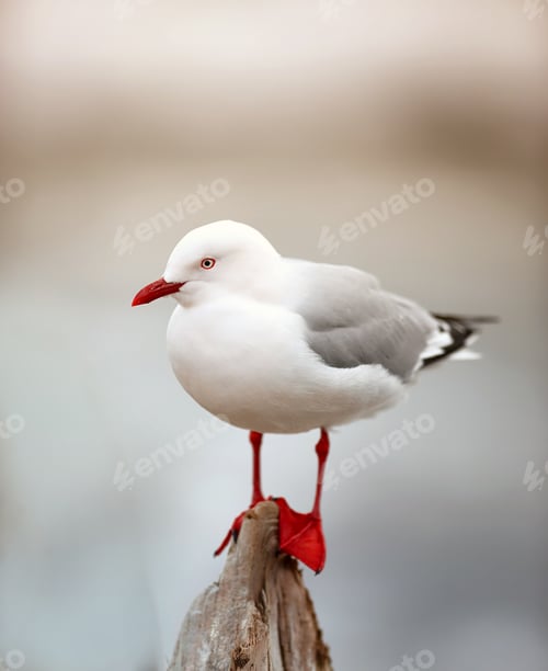Seagull Standing Proudly Atop Weathered Wooden Post