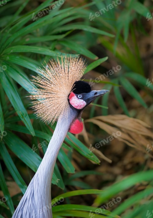 Vorschau: Der graue Kronenkranich Balearica regulorum profile