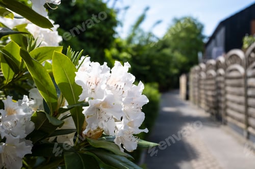 Preview: Rhododendron in bloom in the yard of the house, on a sunny day. Beautiful evergreen shrub