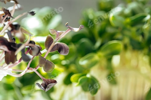 Preview: Close-up of young green sprouts of micro greens