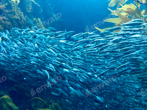 Preview: School of sardines