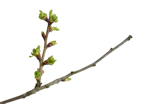 Preview: cherry branches with green buds on white isolated background