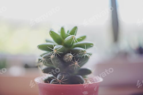 Preview: Mini Cactus plant on the pot at cactus farm or Little Nipple Cactus is Mammillaria heyderi with