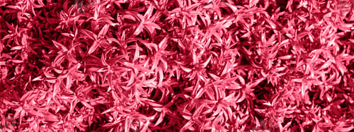 Preview: Full frame floral background Viva magenta floral background. Color of the year 2023