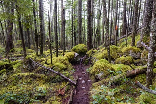 Preview: Mystical View of the Trail in Rain Forest during a foggy and rainy Winter Season