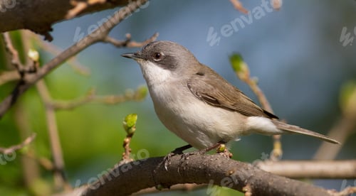 Preview: Lesser whitethroat, Sylvia curruca. Little songbird. Close-up, bird sits on a branch