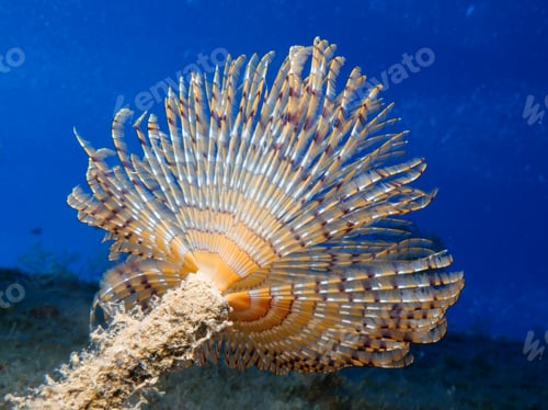 Preview: Peacock worm from the Mediterranean Sea