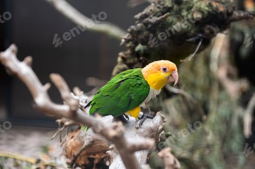 Preview: Colorful Parakeet Perched on Branch