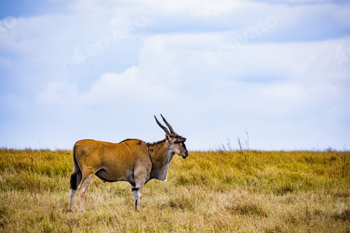 Preview: Common Eland Antelope African Wild Wildlife Animals Maasai Mara Kenya East Africa