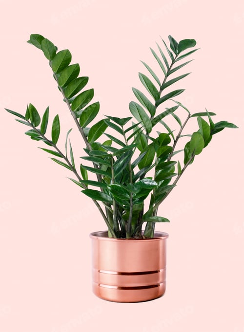Preview: Zanzibar gem plant in a pot