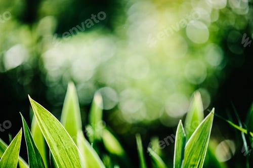 Preview: Green iris Wild leaves flower field in bloom .Amaryllis minuta, meadow, flower garden.Bright iris