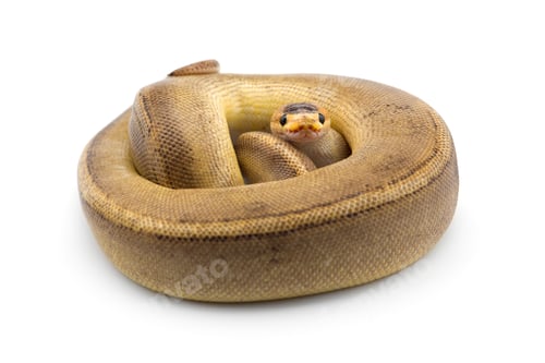 Vista previa: La pitón real aislada sobre fondo blanco