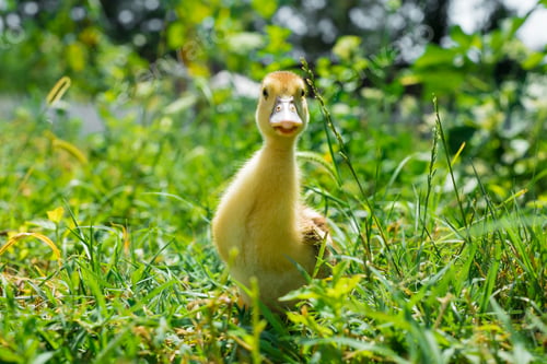 Preview: Adorable yellow fluffy duckling on green grass.