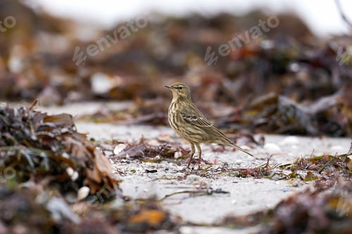 Preview: Eurasian rock pipit (Anthus petrosus)