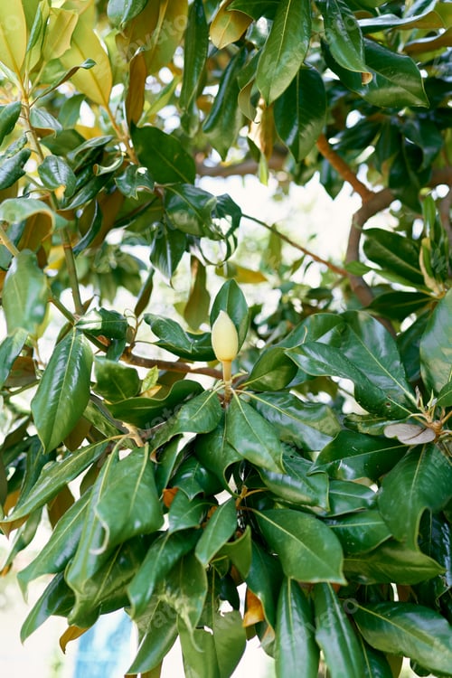 Preview: White buds among green foliage on a magnolia bush