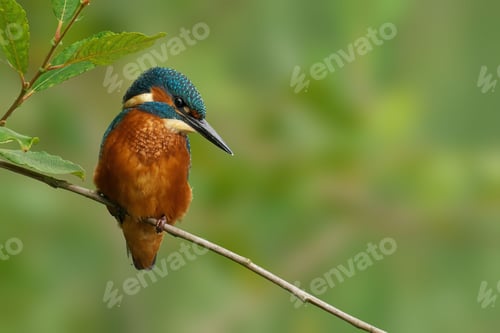 Preview: Vibrant kingfisher perched on a branch
