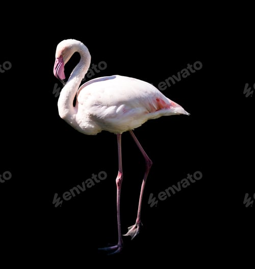 Preview: pink flamingo on black background