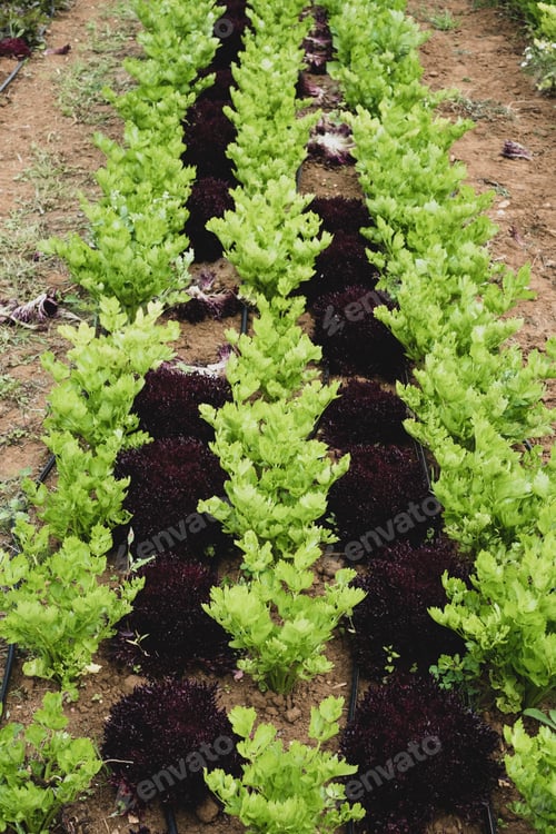 Preview: High angle close up of rows of celery in a field.