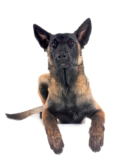 Preview: malinois in studio