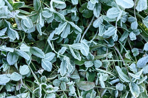 Preview: texture of frozen green clover grass with morning hoarfrost in garden at sunrise. natural background