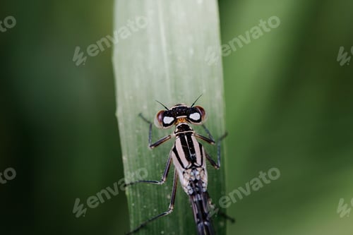 Preview: blue dragonfly sits on a grass on a meadow