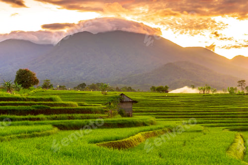 Preview: Views of Indonesia in the morning, beautiful views of rice fields at sunrise