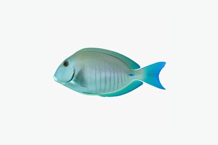 Preview: Lateral view of triggerfish