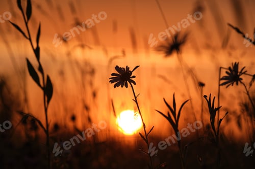 Preview: Dark silhouettes of wild flowers against bright colorful sunset sky with setting sun light