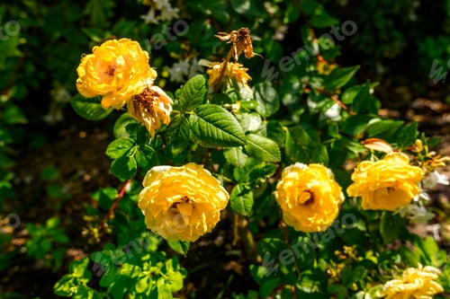 Preview: Group of yellow roses in an autumnal garden.