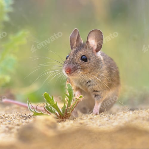 Preview: Wood Mouse in Natural Environment with Plants