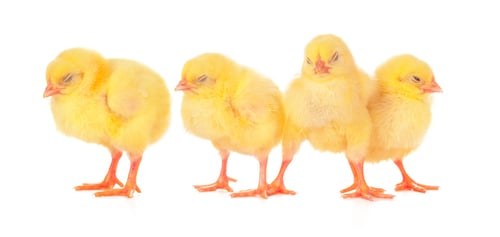 Preview: chicks in front of white background
