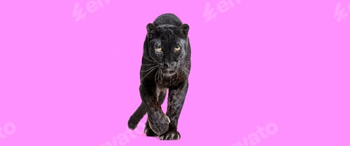 Preview: black leopard walking towards the camera and staring at the camera isolated on pink background