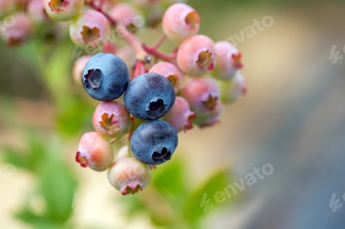 Preview: Fresh organic blueberries on the bush