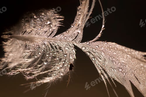 Preview: dew drops closeup. Nature Background