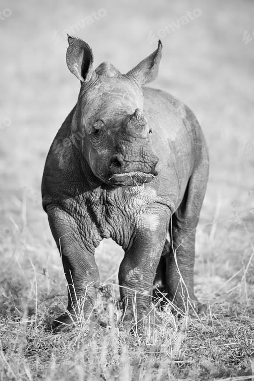 Preview: A rhino calf, Ceratotherium simum, stands on short grass, in black and white